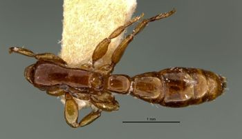 Media type: image;   Entomology 20335 Aspect: habitus dorsal view